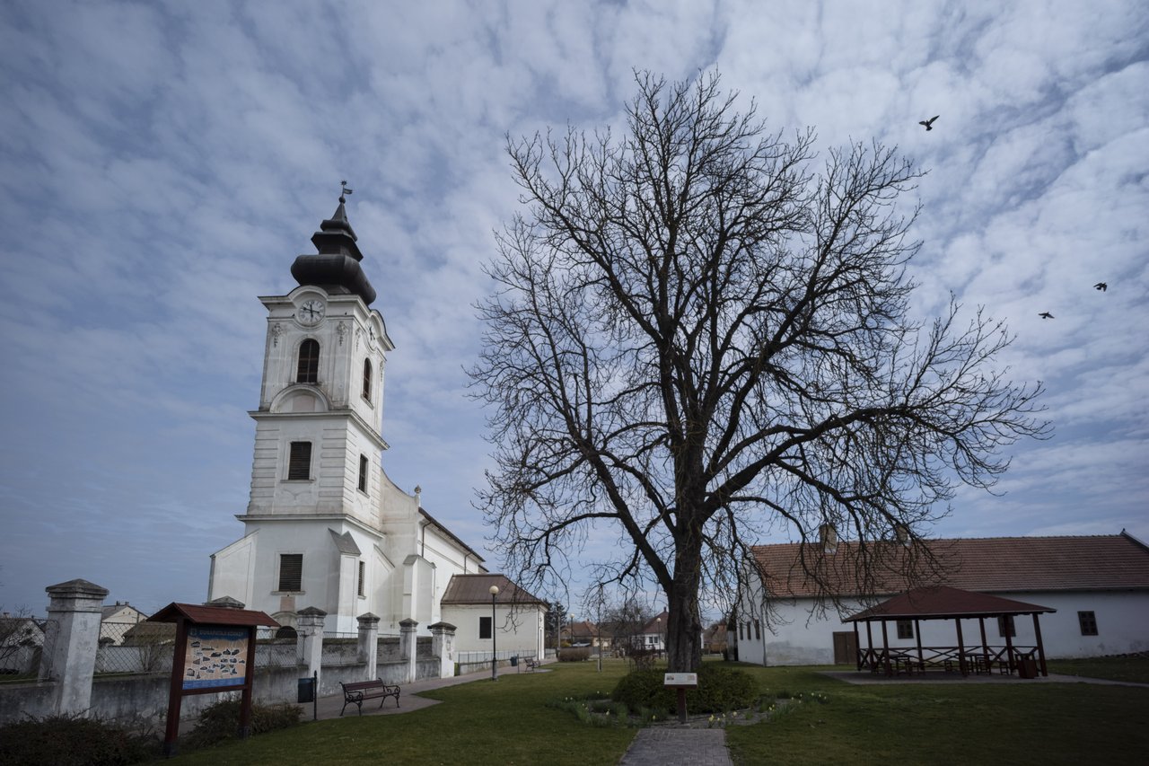 dunapataj_emlékfa_fotó_todoroff_lázár