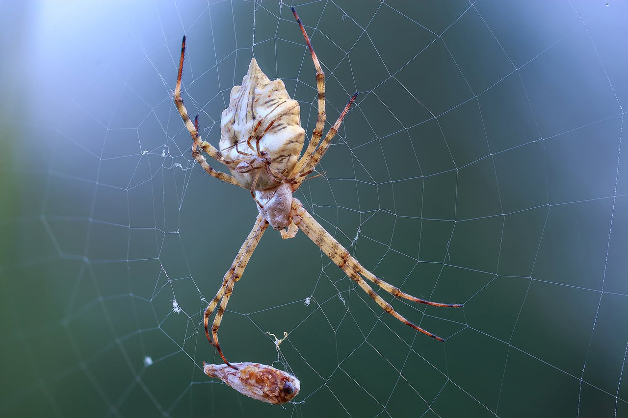 Argiope lobata - karéjos keresztespókok. Az aprócska hím a nőstény testén pihen - Fotó: Ujvári Zsolt